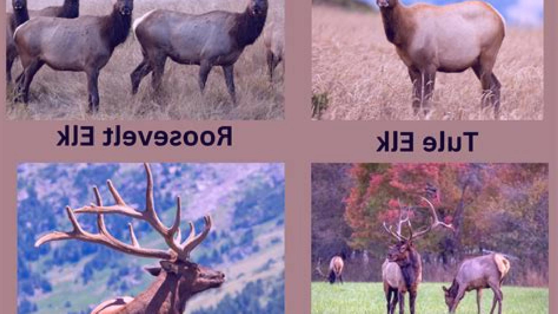 Comparativa de mecánicas de slots Elk Studios